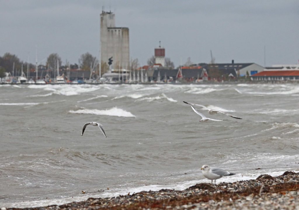 Der blæste en vind (1)