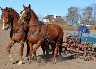 Søren kan høre lærkesangen, mens han sår