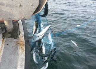 Kysterne langs Hindsholm og Odense Fjord er blandt taberne i den såkaldte grønne omstilling
