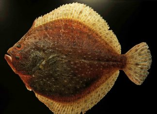 Flere pighvar i bugten og bæltet tak!