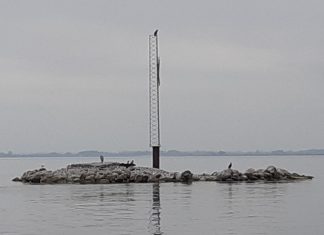 Hvem bekymrer sig om fuglene ved Odense Fjord