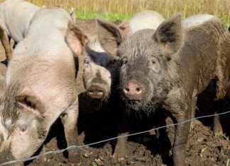 Årsmøde i Dansk Naturfredningsforening, Kerteminde