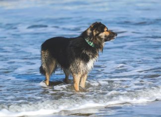 Dyrlæge advarer: Husk at passe på din hund i sommervarmen