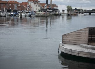 Usædvanligt: Vilde marsvin helt inde i Kerteminde Havn