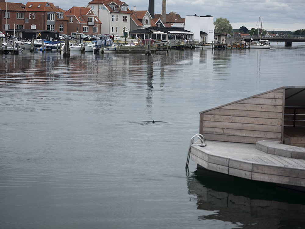 220809 Marsvin i Kertemnde havn 100x750