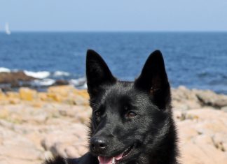 Nordisk hundeudstilling kommer snart til Langeskov