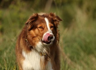 Dyrlæge advarer: Kastanjer er livsfarlige for din hund