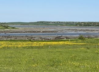 Havbiolog er forundret: Biodiversitetsprojekt på Lillestrand kan ødelægge dele af havmiljøet