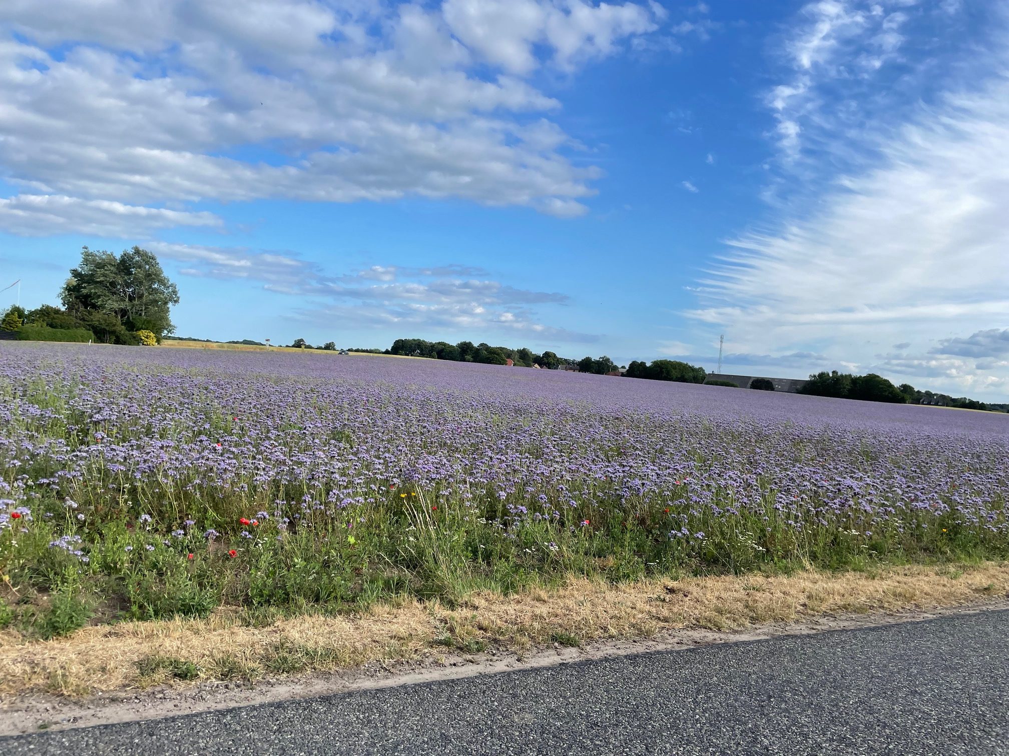 Farven Lilla Kjerteminde Avis