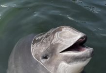 Freja runder 31 år mens vi venter på centrets genåbning