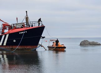 Artikler om grundstødt skib og banegårdskat blev de mest læste 20240110 140959
