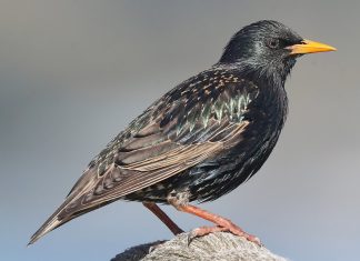 Sommertid og tisserier Stær