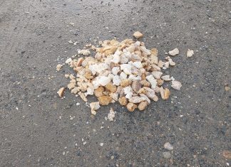 Mens en jæger går rundt og skyder måger, går en borger rundt og fodrer dem 20240325 084221