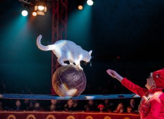 Cirkus Trapez kommer til Langeskov med ponyer og katte Cirkus Trapez 2024 I Drømmenes Verden Katte