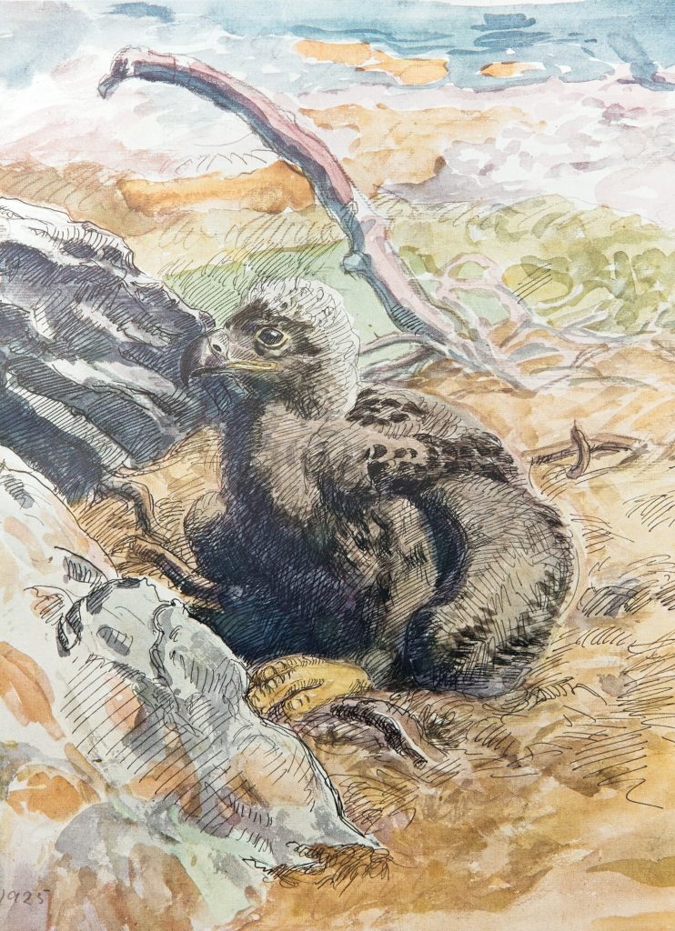 2. johannes larsen. havørneunge 1925. ejer zoologisk museum. foto ole friis minus tekst
