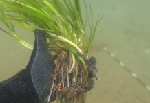 Plant livgivende ålegræs i Kertinge Nor og Odense Fjord Ålegræs Dansk Naturfredningsforening