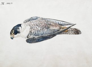 Anmeldelse: Johannes Larsens utrolige flid i Grønland 1925 44 larsen, johannes vandrefalk 1925 akvarel 37 x 54,5 jlm 2 898 foto ole friis 2