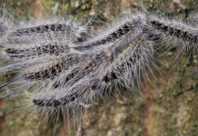 Kommunen holder skarpt øje med “larven fra helvede” igen i år Egeprocessionslarver med de karakteristiske lange, hvide hår. copyright. luc hoogenstein, wikimedia commons