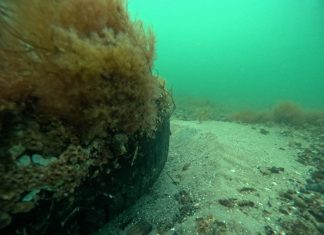 Hvor blev fiskene af? Et kig under vandets overflade Att.8bli2gu xrexvksfcipwi3okptyt7hypvggxu7jcrie