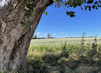Farverige forårsfornemmelser selv om kalenderen siger efterår Img 2508