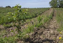 Tre nye skove i Kerteminde Kommune får støtte fra klimafond Ny skov 2