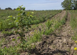 Tre nye skove i Kerteminde Kommune får støtte fra klimafond Ny skov 2