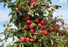 Fra alkoholfri whisky i Langeskov til Kertemindemost på vej mod Kina æbler nybro