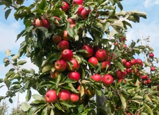 Fra alkoholfri whisky i Langeskov til Kertemindemost på vej mod Kina æbler nybro