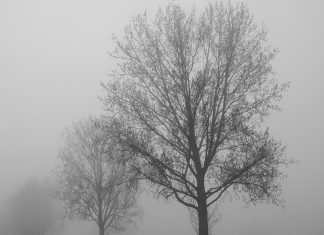 Tågen på flygtigt besøg i Revninge DSC00712 træ kopi