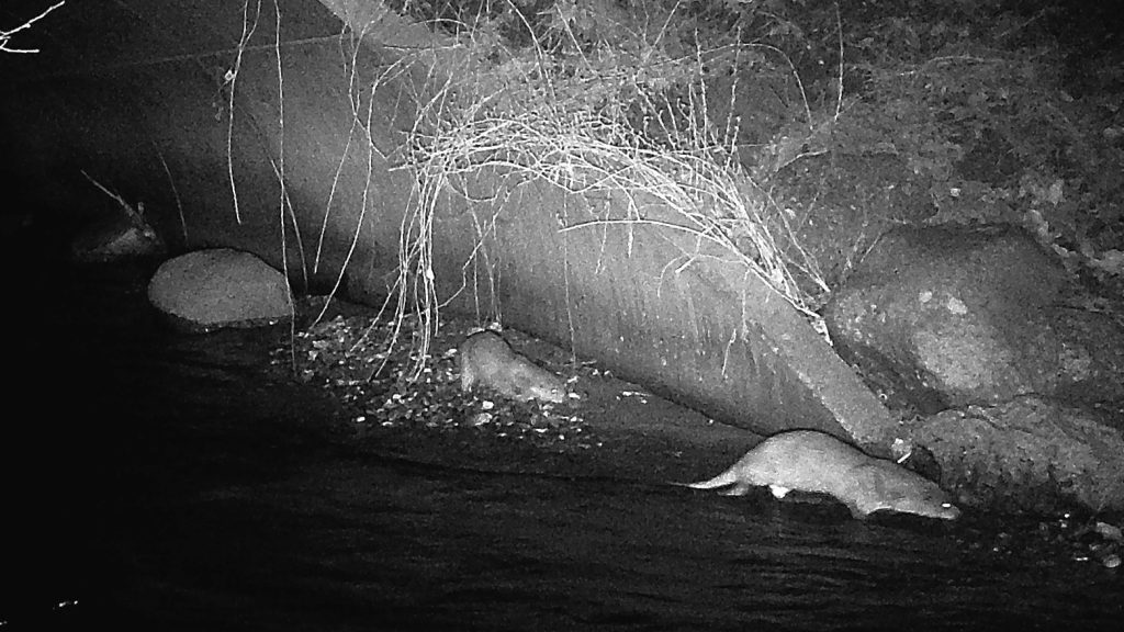 Oddere i Vindinge Å 1b