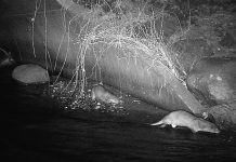 Nyt odderpar fanget på kamera i Vindinge Å Oddere i Vindinge Å 1b