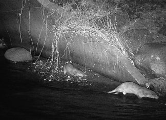 Nyt odderpar fanget på kamera i Vindinge Å Oddere i Vindinge Å 1b