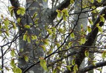 Valborgsaften fejres i bøgeskoven ved Lundsgaard Klint Bøg