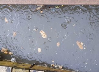 Nu skal der ske noget: Politikere presser på efter kloakoverløb Screenshot