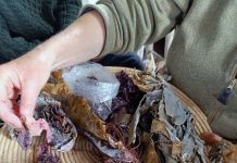 Kloakoverløb stopper muslingehøst i Kerteminde Bugt Sankedag gabet 05062025