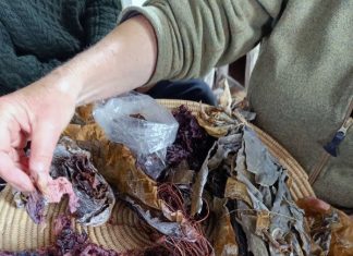 Kloakoverløb stopper muslingehøst i Kerteminde Bugt Sankedag gabet 05062025