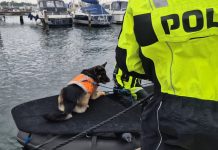 Politihunde ledte efter lig i Kerteminde Havn – men det var kun en øvelse Vandsøgshund politi Marinaen