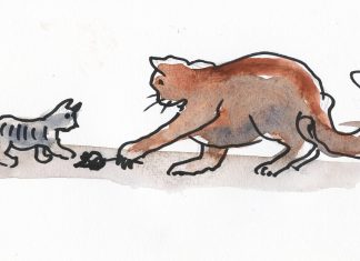 Lørdagsklummen: Herren i huset – det er katten Ludwig Img702
