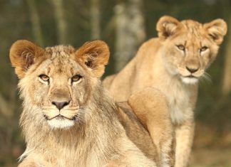 Gratis sommerferietur for børn til Givskud Zoo 9 givskud zoo lion cubs