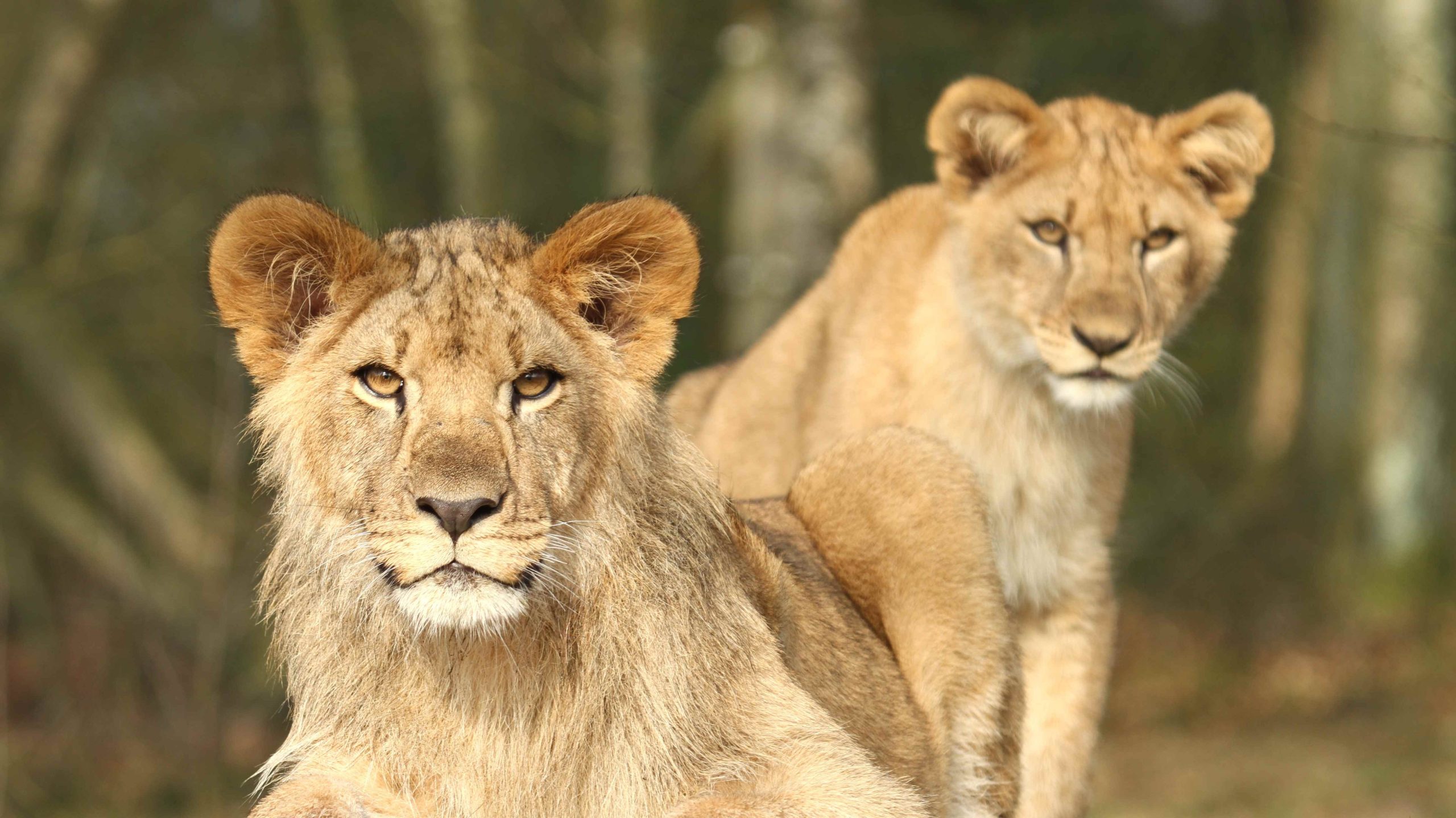 9_givskud_zoo_lion_cubs 9 givskud zoo lion cubs