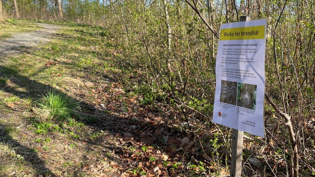 Egeprocessionsspinder i Munkebo skilt