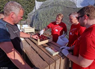 Frivillige tyvstartede festival ved at plukke 700 kilo kirsebær Bærplukning (118)