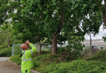 Egeprocessionsspinder: Over 25 reder fundet i kommunen, men alle fjernes inden weekenden Egeprocessionsspinder, Kertemidne Kommune