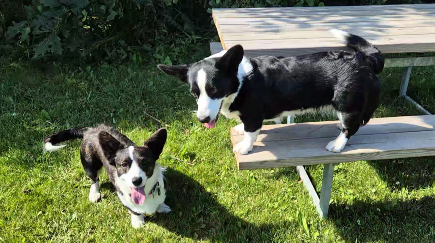 Nanna og Olga, Urup Hundepark (2)