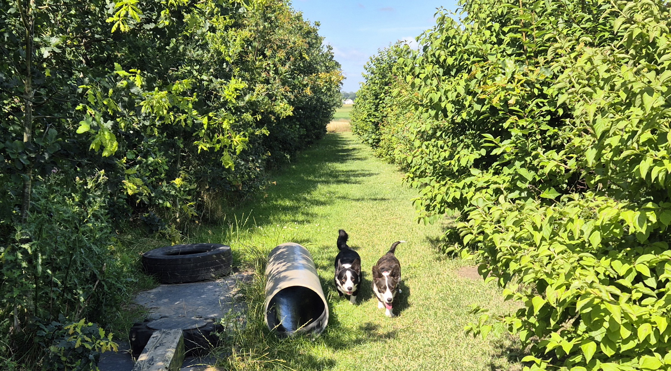 Nanna og Olga, Urup Hundepark
