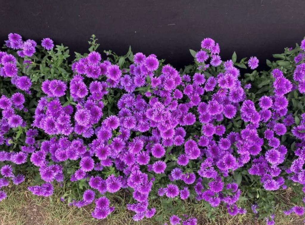 Blomster