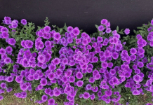 Gratis blomster kan hentes på marinaen Blomster