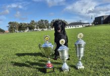 Utallige timers hundetræning gav pote ved DM i hundelydighed Hund